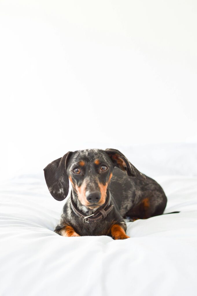 carlos-ibanez-JbYMY7cCoMc-unsplash